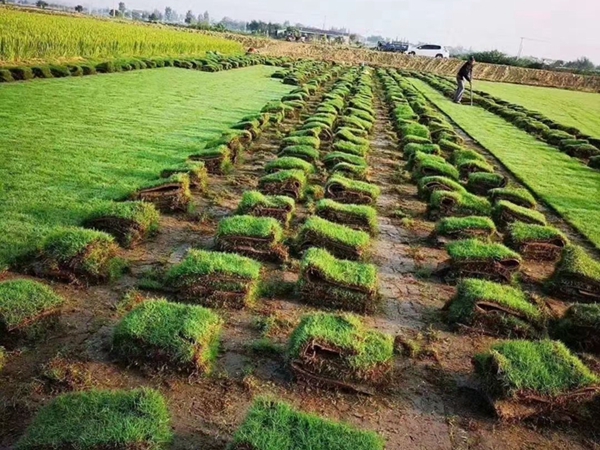 1680167200259881.jpg 草坪30_副本.jpg