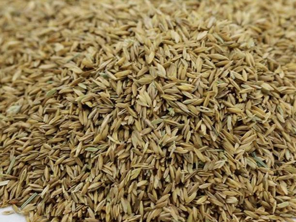 1680339570291819.jpg 早熟禾種子1_副本.jpg