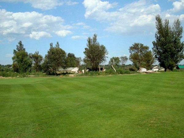 1680339705821033.jpg 早熟禾34_副本.jpg