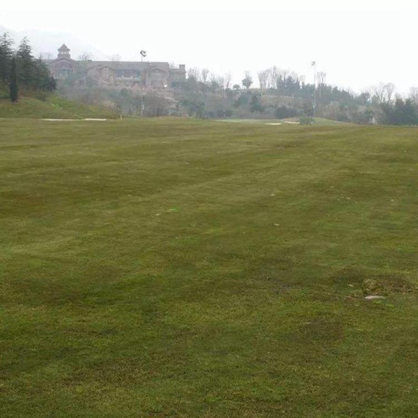 1680348790720103.jpg 高羊茅11_副本.jpg