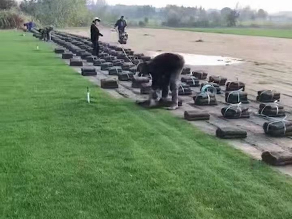 1680581195558864.jpg 草坪39_副本.jpg