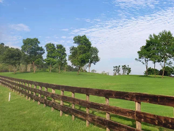 1680598725703581.jpg 草坪17_副本.jpg