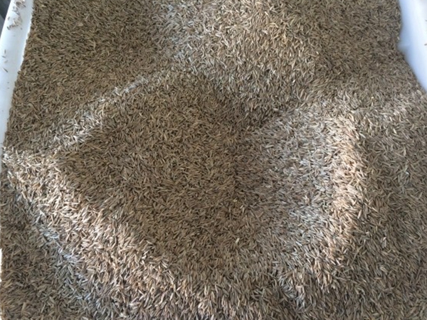 1680863673941267.jpg 四季青草種子2.jpg