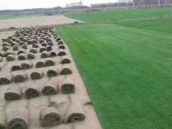 1681103846378840.jpg 草坪36_副本.jpg