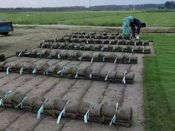 1681103863367553.jpg 草坪43_副本.jpg