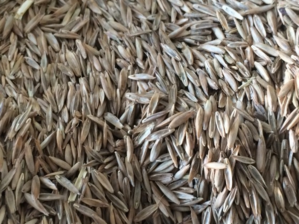 1681897996344090.jpg 四季青草種子1.jpg