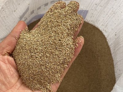 湖北綠化用草坪種子種植基地