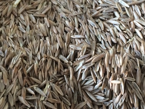 1682137287477668.jpg 四季青草坪2.jpg