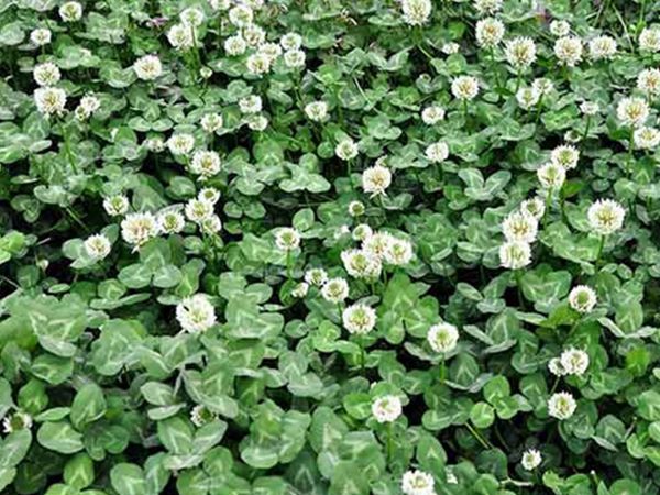 1682236314805466.jpg 白三葉草6.jpg