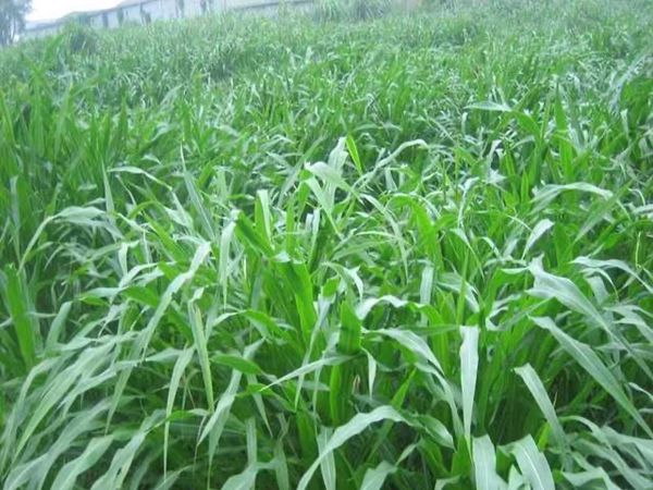 1682237863383546.jpg 甜高梁38.jpg