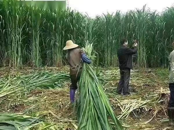 1682237987675101.jpg 甜高梁4.jpg