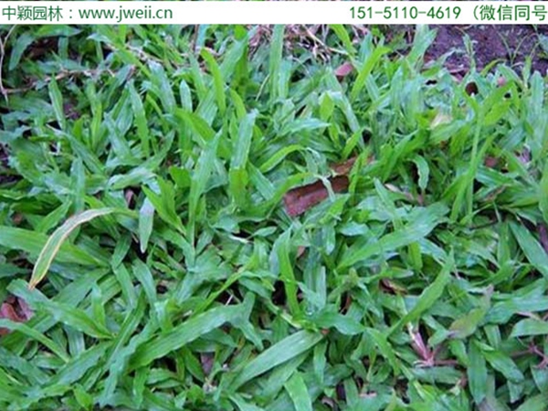 1682680246507629.jpg 大葉油草4.jpg