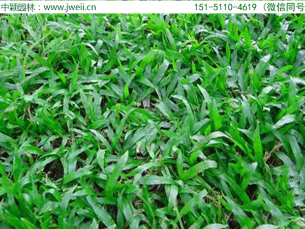 1682680471810113.jpg 大葉油草5.jpg