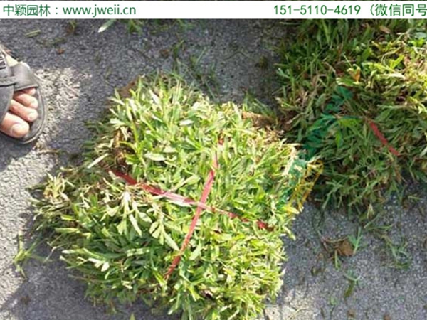 1682680500989839.jpg 大葉油草8.jpg