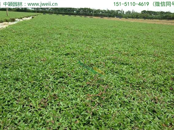 1682680506339802.jpg 大葉油草9.jpg