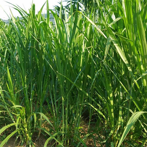 1683084438363031.jpg 甜象草10.jpg