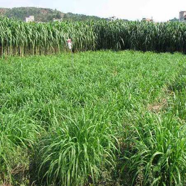 1683084459611501.jpg 甜象草7_副本.jpg