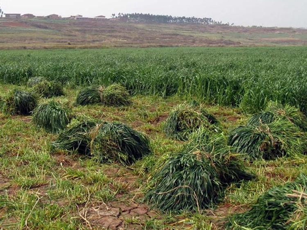 1683084896681667.jpg 多倍體黑麥草種子11_副本.jpg