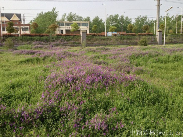 1683086194926744.jpg 沙打旺種子5.jpg