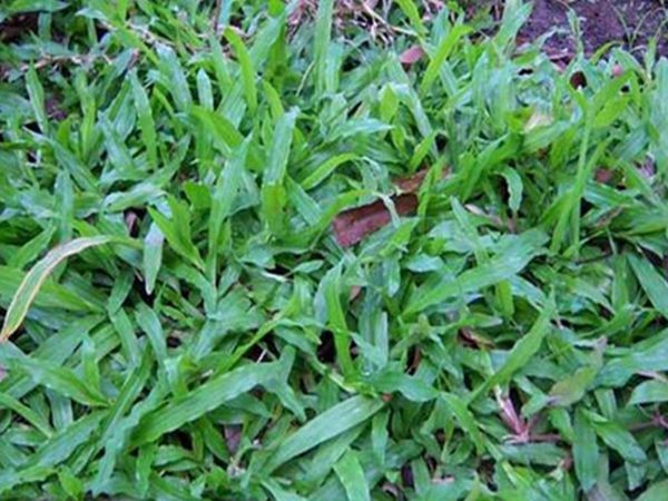 1683088570137224.jpg 大葉油草4.jpg