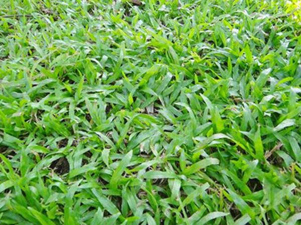 1683088686413836.jpg 大葉油草6.jpg