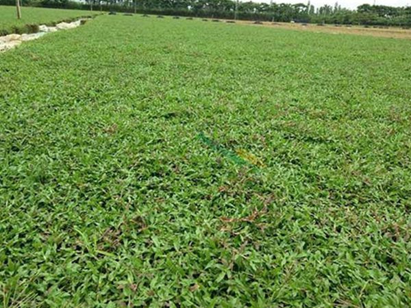 1683088725796930.jpg 大葉油草9.jpg