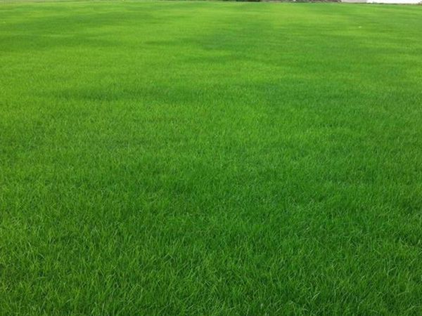 1683089284488754.jpg 草坪黑麥草5.jpg