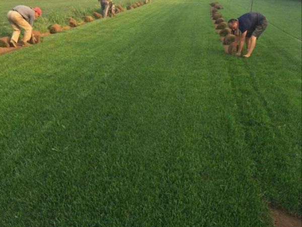 1683089323798735.jpg 高羊茅5_副本_副本.jpg