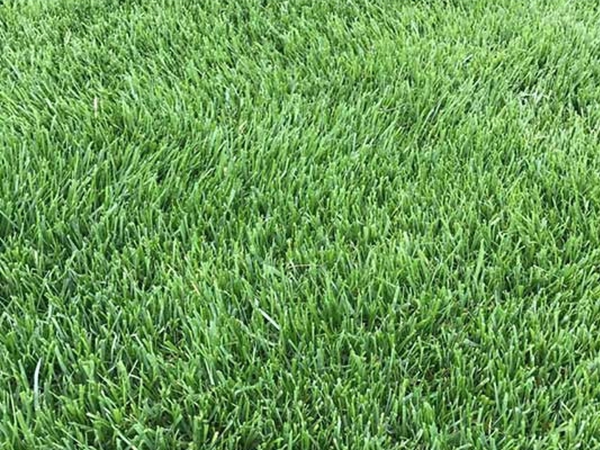 1683177233452712.jpg 紫羊茅7.jpg