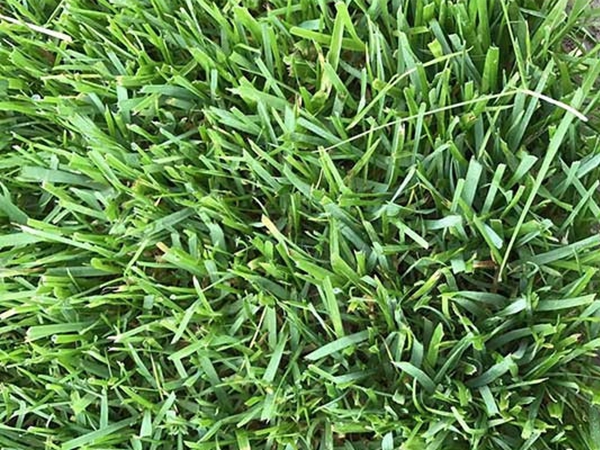 1683189516178559.jpg 紫羊茅6.jpg