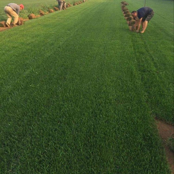 1683189969443934.jpg 高羊茅5_副本.jpg