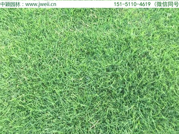 1683191852107136.jpg 百慕大5.jpg