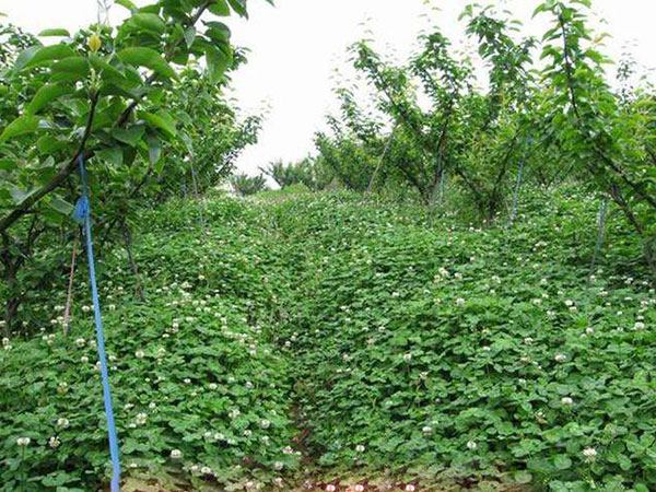 1683195627184545.jpg 白三葉8.jpg