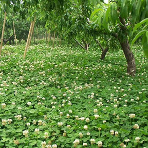 1683195642525238.jpg 白三葉6.jpg