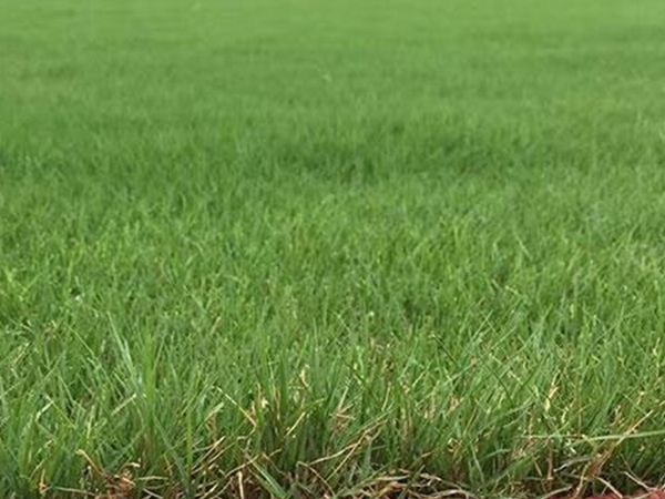 1683195880745564.jpg 狗牙根4.jpg