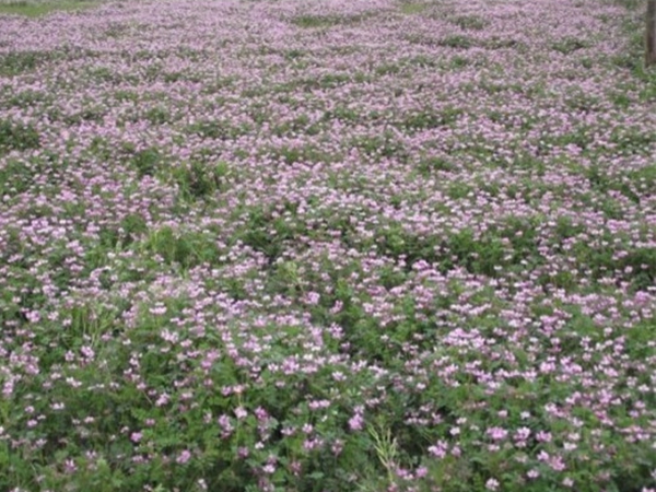 1683196082734759.jpg 紅三葉7.jpg