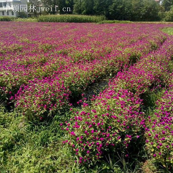 1683196373893702.jpg 千日紅9.jpg