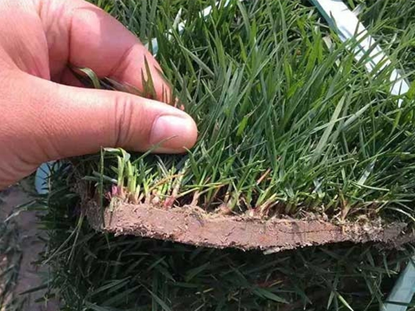 1683196811169526.jpg 紫羊茅4.jpg