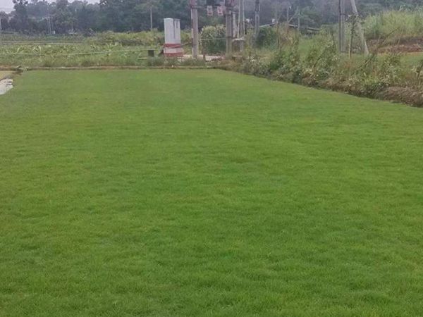 1683280025174721.jpg 狗牙根.jpg