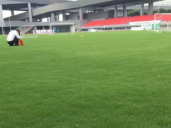 1683280038761505.jpg 狗牙根7.jpg