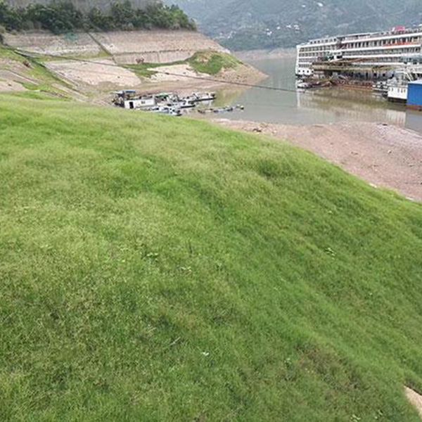 1683280076983966.jpg 狗牙根8.jpg