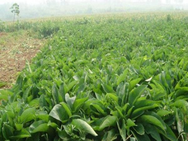 1683280515103139.jpg 菊苣1.jpg