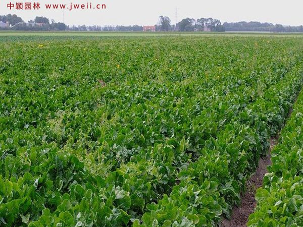 1683280526991590.jpg 菊苣4.jpg