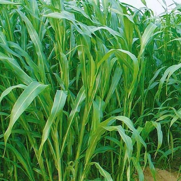 1683285957396366.jpg 高丹草7.jpg