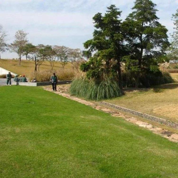 1683352700440506.jpg 高羊茅13_副本.jpg