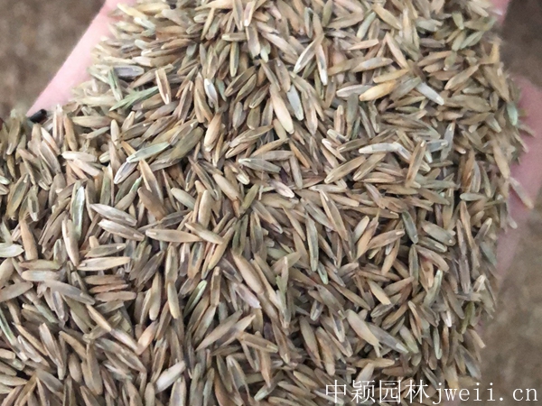 1683891872168159.jpg 黑麥草10.jpg