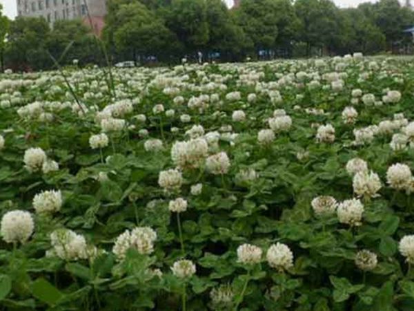 1684483948974467.jpg 白三葉草9.jpg