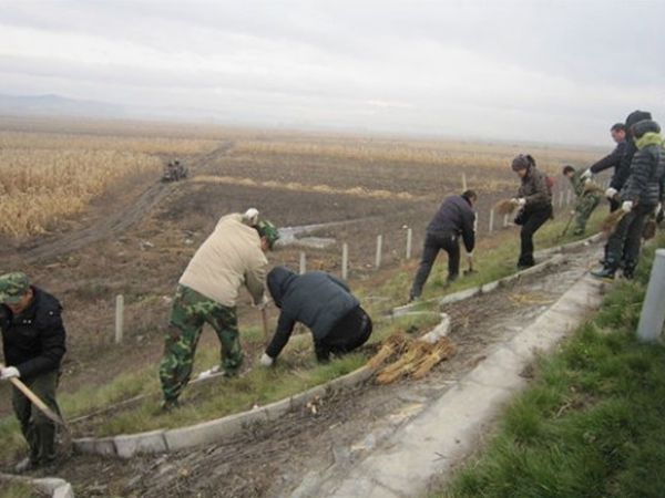 1684484014259920.jpg 紫穗槐13.jpg