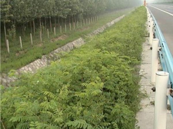 1684484294463892.jpg 紫穗槐18.jpg