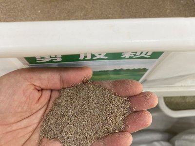 草坪種子南方什么時候播種